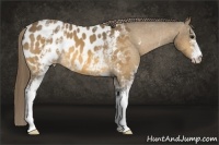 Horse Color:White Spotted Buckskin Appaloosa