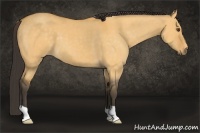 Horse Color:Buckskin Dun