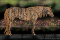 Horse Color:Black  Brindle