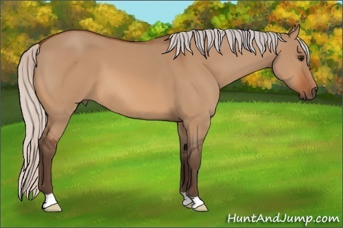 Horse Color:Silver Bay Dun 