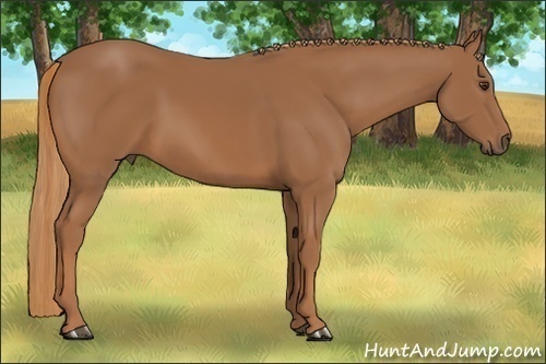 Horse Color:Chestnut 