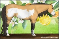 Horse Color:Buckskin Frame Rabicano 