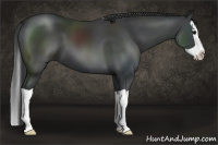 Horse Color:Black Splash 