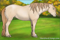 Horse Color:Buckskin Pearl 