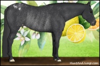 Horse Color:Black Appaloosa Rabicano 