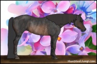 Horse Color:Brown Rabicano Brindle