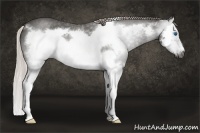 Horse Color:Gray Silver Blue Roan Sabino Splash Frame 