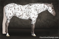 Horse Color:Silver Blue Roan Appaloosa