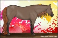 Horse Color:Liver Red Dun 