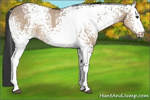 Horse Color:White Spotted Bay Dun 