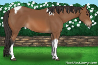 Horse Color:Bay Tobiano 