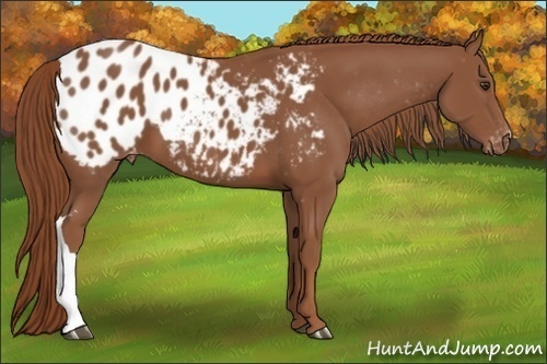 Horse Color: Chestnut Blanket 