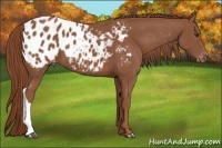 Horse Color:Chestnut Appaloosa 