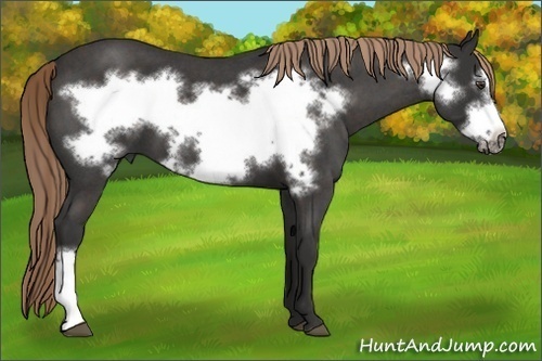 Horse Color: Liver Red Roan Frame 