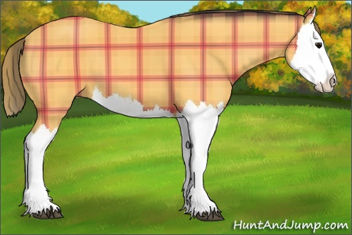 Horse Color: Plaid  Buckskin Splash 
