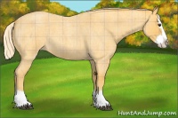 Horse Color:Plaid  Palomino Roan Splash 