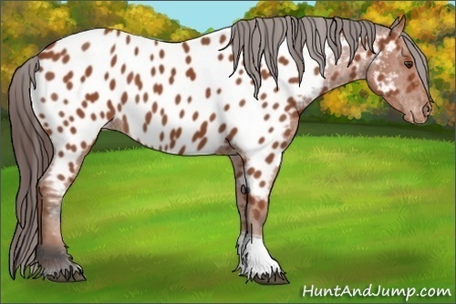 Horse Color: Brown Tobiano Near Leopard 