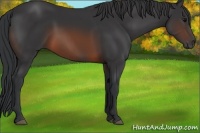Horse Color:Brown 