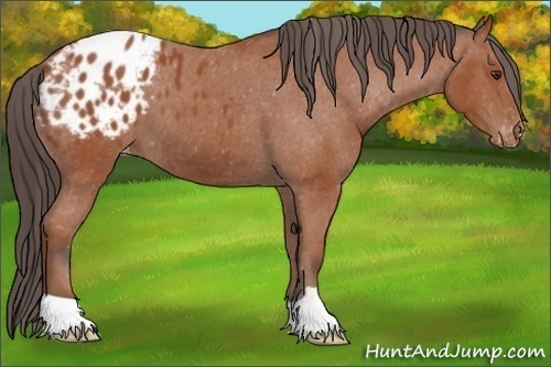 Horse Color: Brown Blanket 