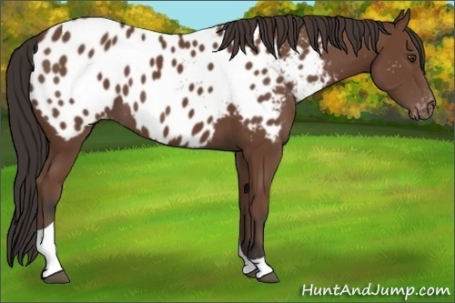 Horse Color: Bay Tobiano Near Leopard 