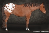 Horse Color:Bay Appaloosa 