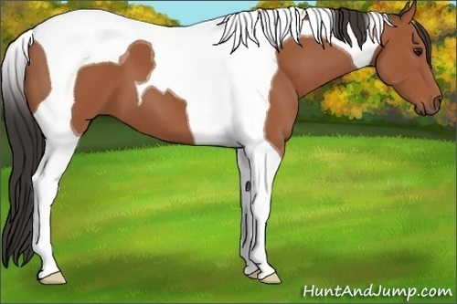 Horse Color: Bay Tobiano 