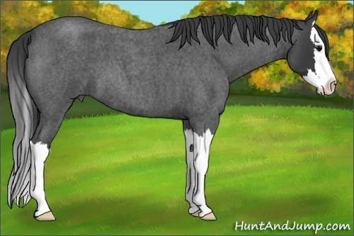 Horse Color:Unknown 