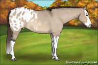 Horse Color:Bay Roan Dun Splash Appaloosa