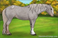 Horse Color:Liver Chestnut Appaloosa 
