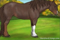 Horse Color:Liver Red Roan 