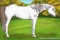 Horse Color:White Spotted Classic Champagne Splash Frame Appaloosa 