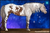 Horse Color:White Spotted Liver Chestnut 