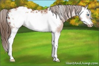Horse Color:Bay Roan Splash Frame Appaloosa 