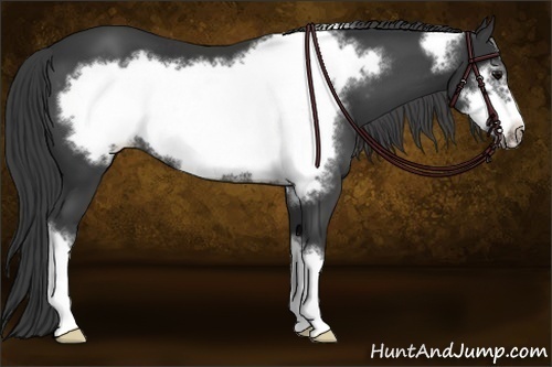 Horse Color: Black Frame Varnish 