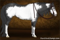 Horse Color:Black Frame Appaloosa 
