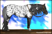 Horse Color:White Spotted Black Near Leopard 