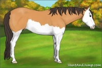 Horse Color:Buckskin Splash 