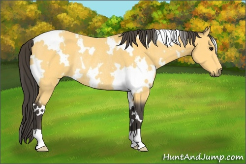 Horse Color: White Spotted Buckskin Rabicano 