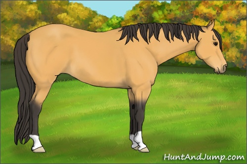 Horse Color: Buckskin 