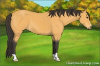 Horse Color:Buckskin 