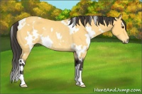 Horse Color:White Spotted Buckskin Rabicano