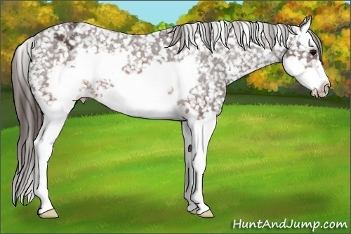 Horse Color: Brown Splash Frame Snowflake Varnish 