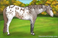 Horse Color:White Spotted Buckskin Appaloosa 