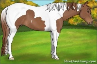 Horse Color:Chestnut Tobiano 