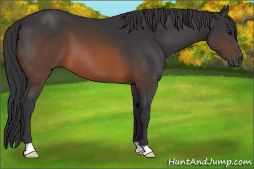 Horse Color: Brown 