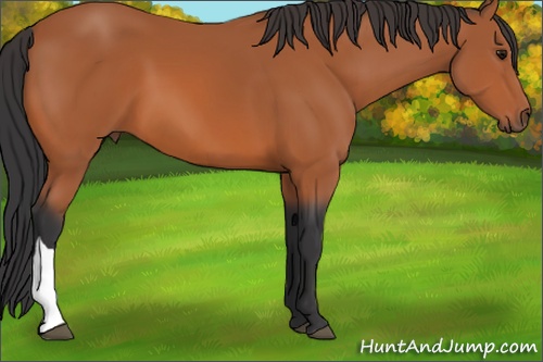 Horse Color: Bay 
