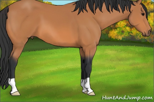 Horse Color: Bay 