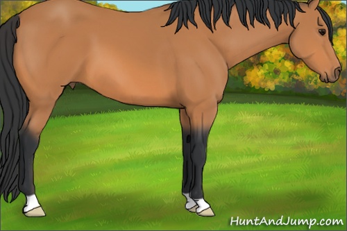 Horse Color: Bay 