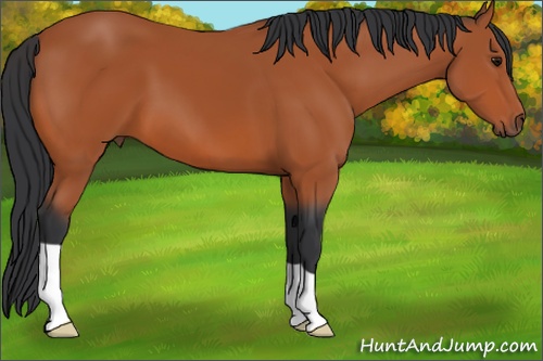 Horse Color: Bay 