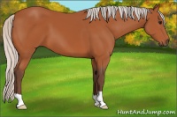 Horse Color:Silver Bay 